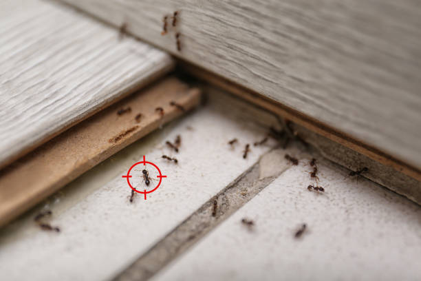 Best Flea Control Services  in Sa Conejo, CA
