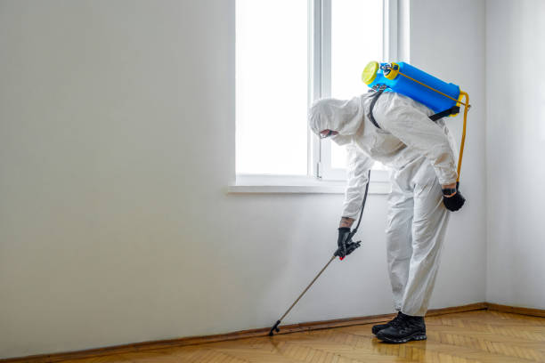 Best Local Pest Control Services  in Sa Conejo, CA