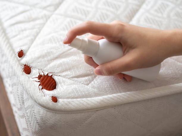Best Emergency Pest Control  in Sa Conejo, CA
