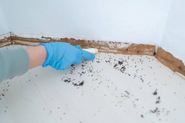 Best Affordable Pest Control Services  in Sa Conejo, CA